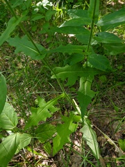 Lactuca hispida