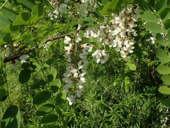 Robinia pseudoacacia