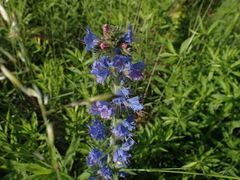 Echium vulgare