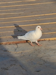 Columba livia domestica