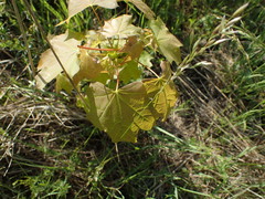 Acer platanoides