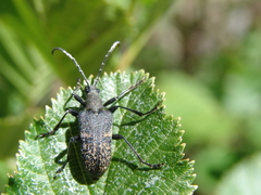 Evodinus clathratus