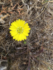 Hemizonia congesta lutescens