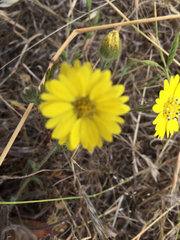 Hemizonia congesta lutescens