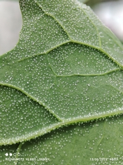 Chenopodium quinoa