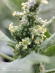Chenopodium quinoa