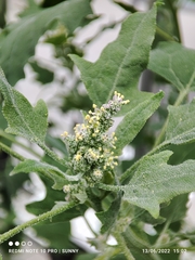 Chenopodium quinoa
