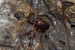 Oxypselaphus obscurus