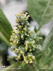 Chenopodium quinoa