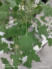 Chenopodium quinoa