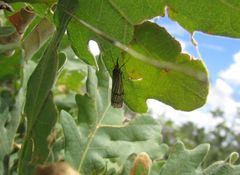 Chrysocrambus dentuellus