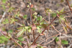 Lonicera caerulea edulis