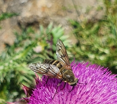 Pangonius pyritosus