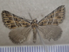 Dichromodes poecilotis