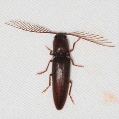 Dicrepidius palmatus