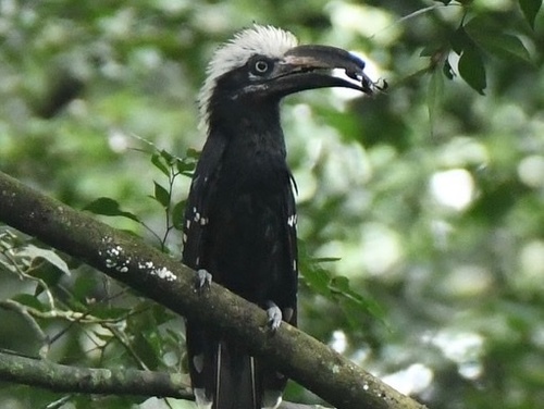 Eastern Long-tailed Hornbill