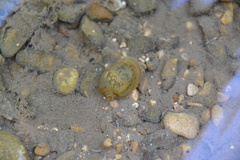 Ampullaceana balthica