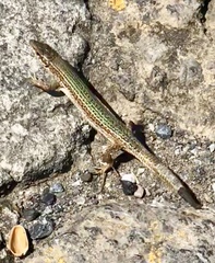 Podarcis pityusensis