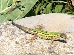 Podarcis pityusensis