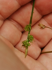 Carex