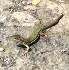 Podarcis pityusensis