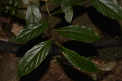Alangium villosum