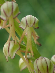 Orchis anthropophora