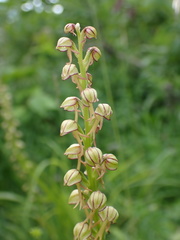 Orchis anthropophora