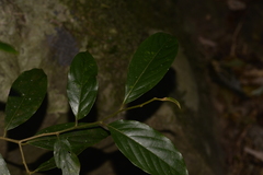Alangium villosum