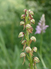 Orchis anthropophora