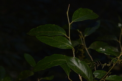 Alangium villosum