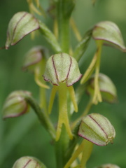 Orchis anthropophora