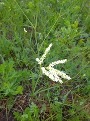 Persicaria angustifolia