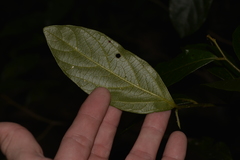 Alangium villosum