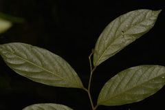 Alangium villosum
