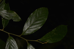 Alangium villosum