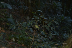 Alangium villosum