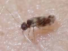Elipsocidae