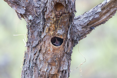 Melanerpes formicivorus
