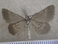 Dichromodes poecilotis