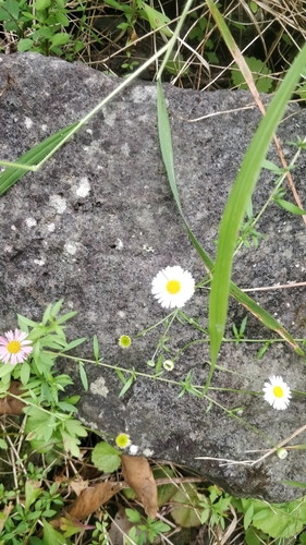 Erigeron image