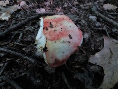 Russula flavisiccans