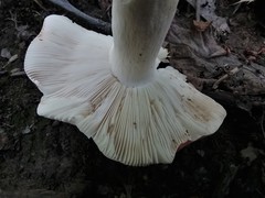 Russula flavisiccans
