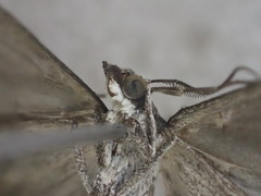 Dichromodes poecilotis