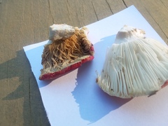 Russula flavisiccans