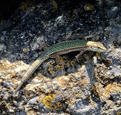 Podarcis pityusensis