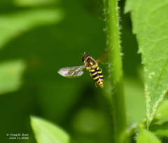 Epistrophella emarginata