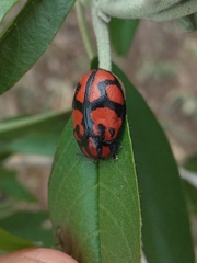 Ogdoecosta biannularis
