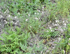 Silene crispata