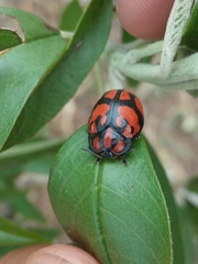Ogdoecosta biannularis